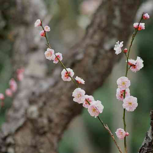 اسماعیل پیرامون زخمله شسته خدا و دایه حال بهتری